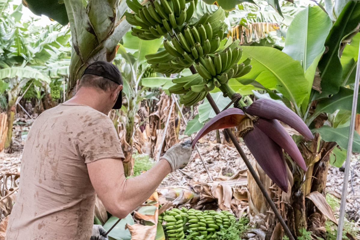 platano Diario palmero 
