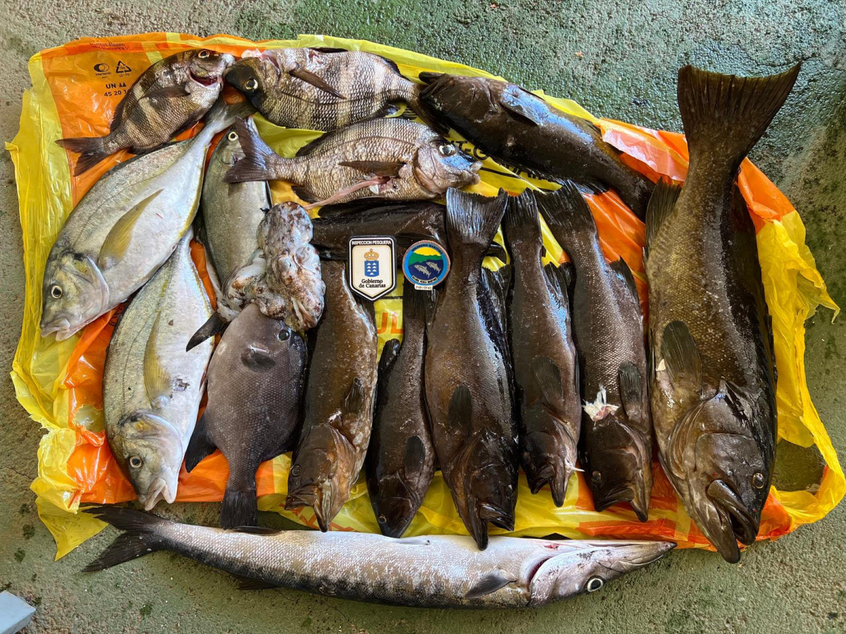 Pesca Diario Palmero 