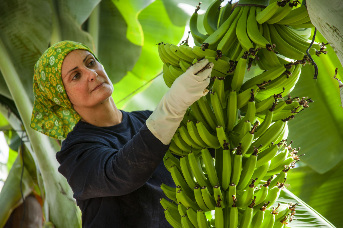 Trabajadora platano Diario Palmero 