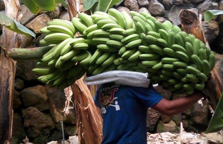 Agricultor canario transportando una piña de plátanos