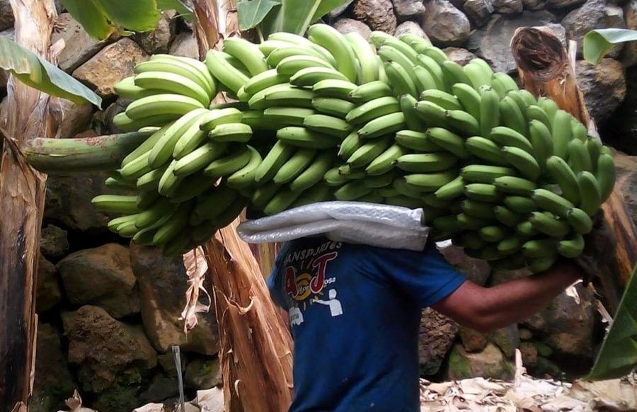 Agricultor canario transportando una piña de plátanos