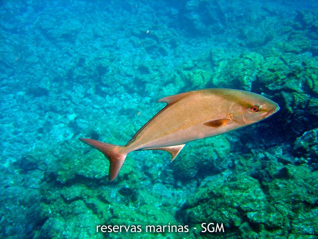 Reserva marina 2 Diario Palmero 