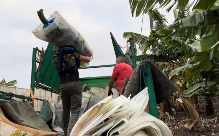 Agricultores en una finca de plátano canario (2)