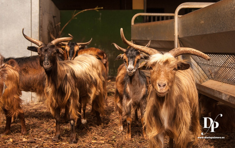 Cabras