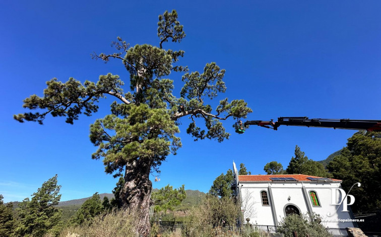 101024. FOTONOTICIA. Transición Ecológica trabaja en el cuidado y conservación del Pino de La Virgen de El Paso 1