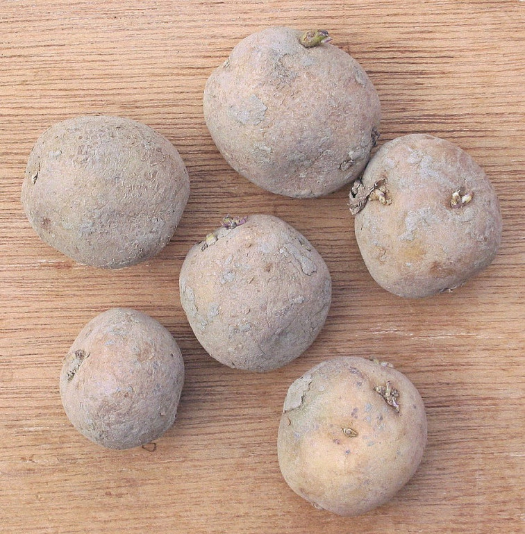 Aardappel Doré poters (Solanum tuberosum seed potatoes)