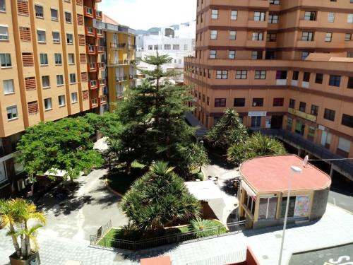 IMAGEN ARAUCARIA 03 11 2024