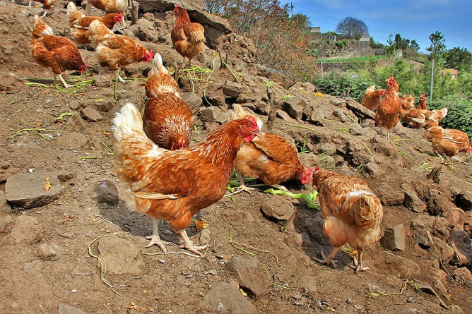 Gallinas