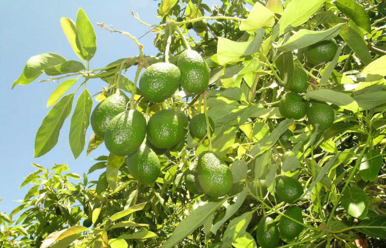 Aguacate