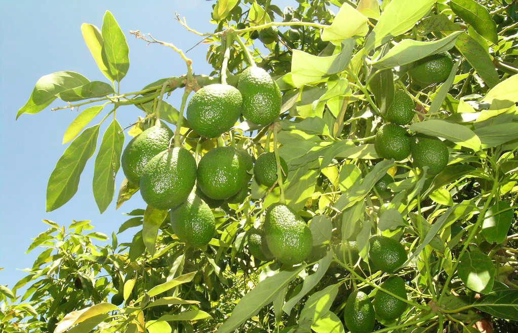 Aguacate