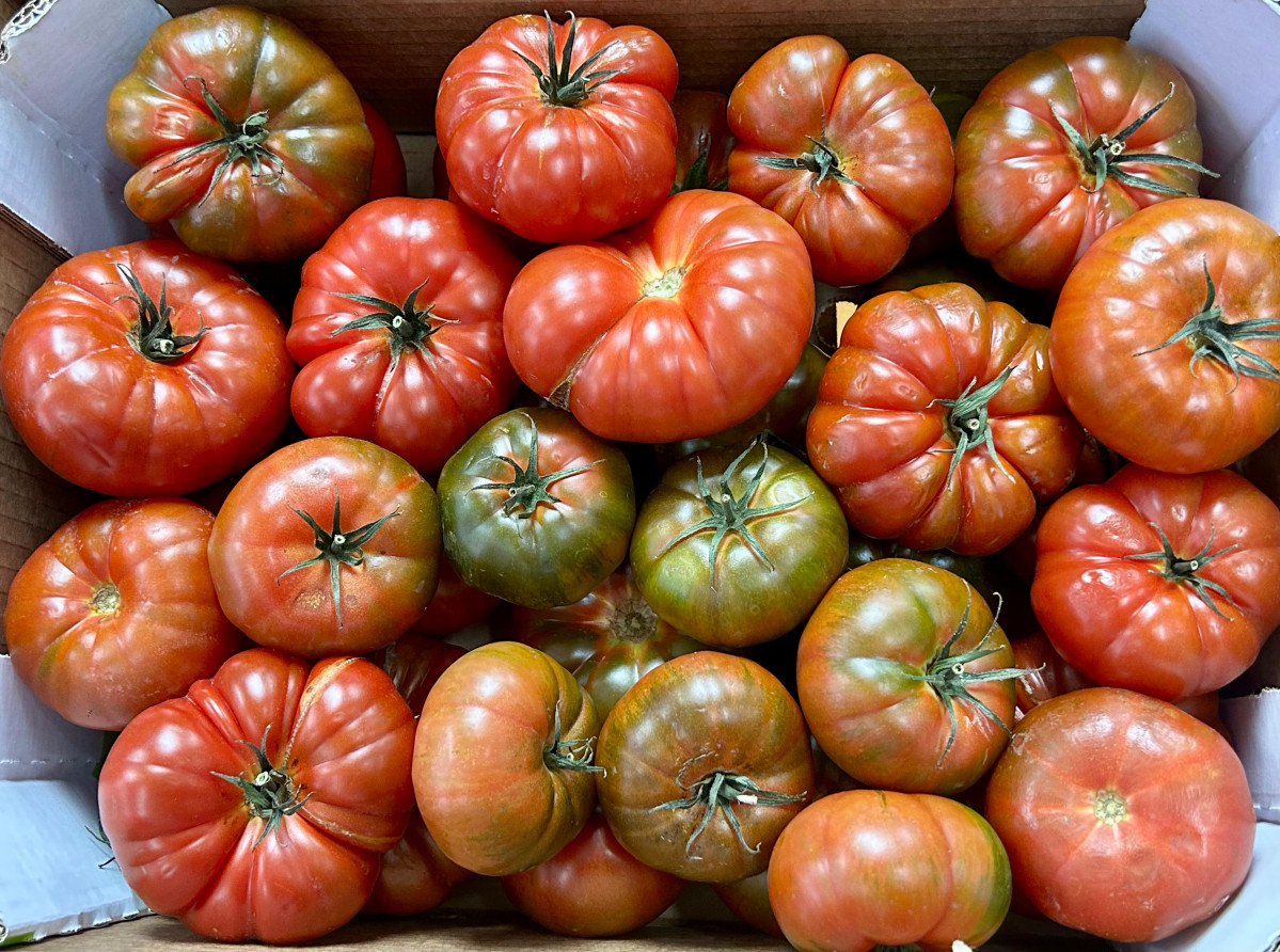 Tomates