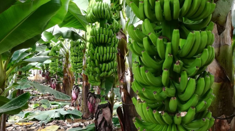 Una platanera en La Palma