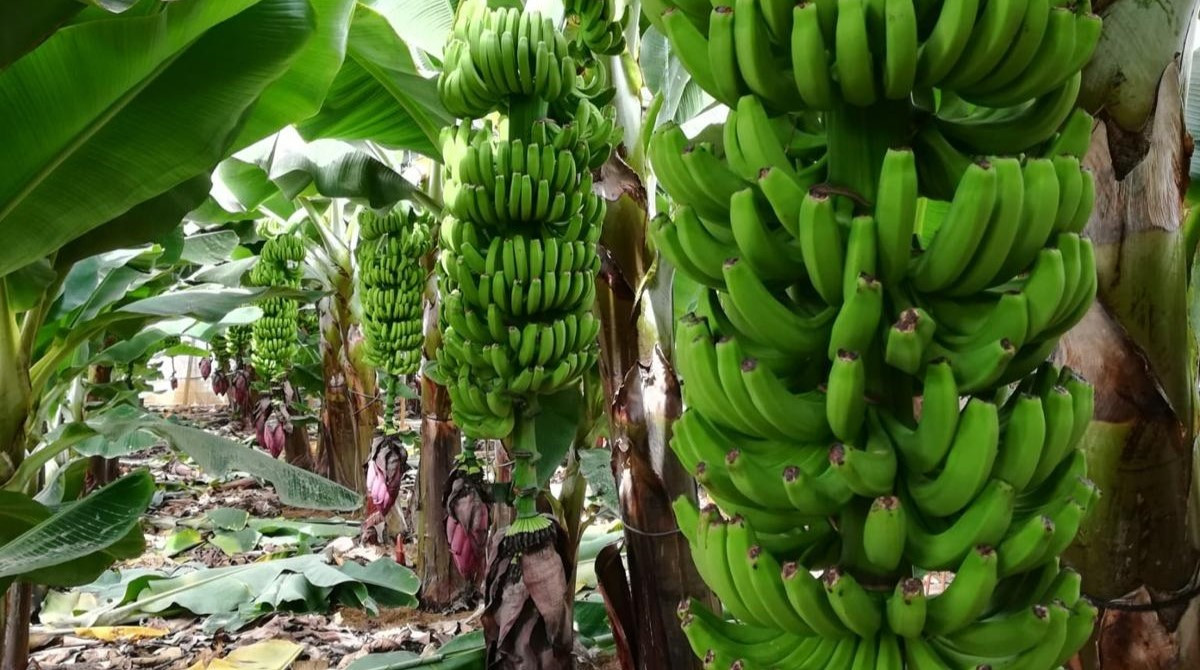 Una platanera en La Palma