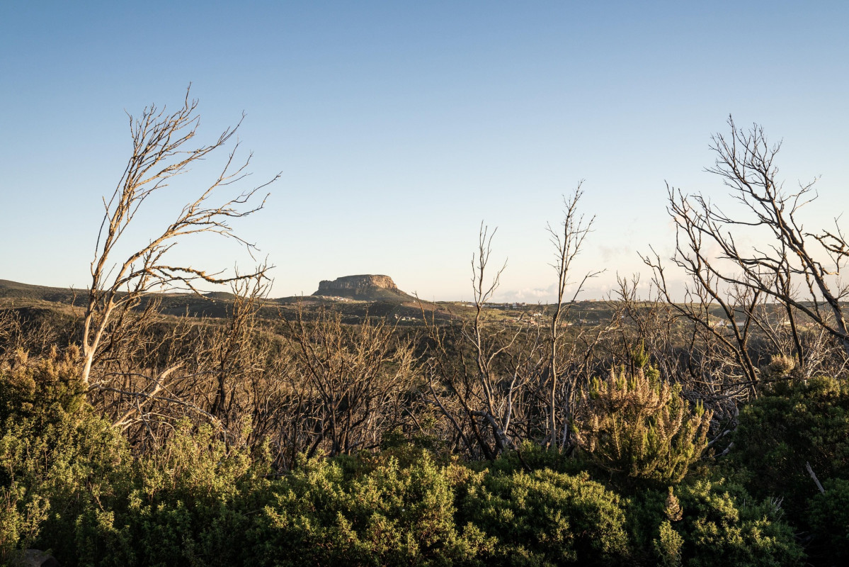 Parque Nacional de Garajonay 2