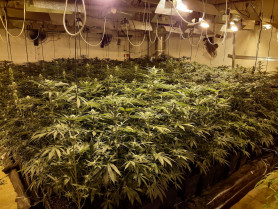 Marihuana1